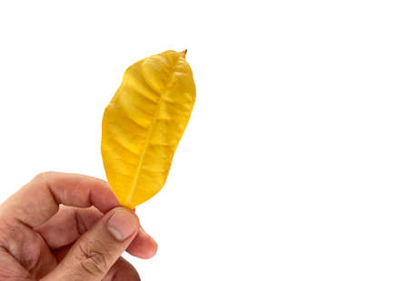 human hand pick a dry yellow leaf isolated on white background.の写真素材