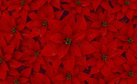 3D rendering. Full blooming Red Poinsettia Flower background fot Chistmas party time.の写真素材