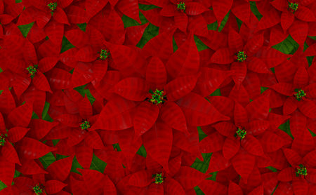 3D rendering. Full blooming Red Poinsettia Flower background fot Chistmas party time.の写真素材