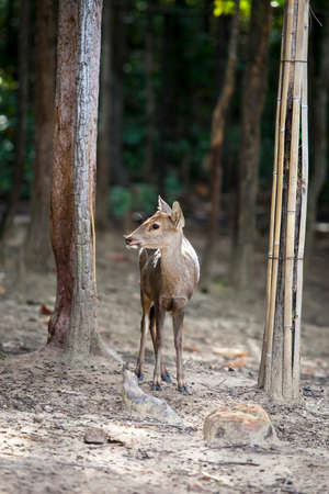 Deer in the zooの写真素材