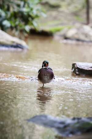 Bird in the zooの写真素材