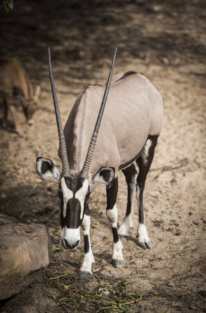 Deer in the  zooの写真素材