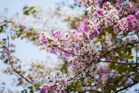 Cassia bakeriana Craibの写真素材