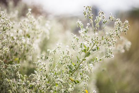flower in turfの写真素材