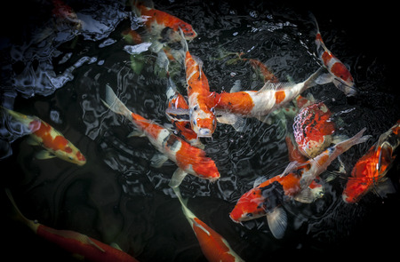 Fancy carpのeditorial素材