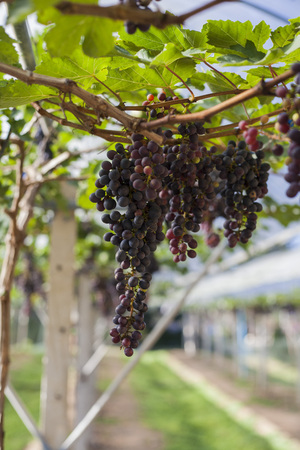 Grape in the farmの写真素材