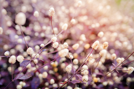 beautiful Flower with soft focus color filtered backgroundの写真素材