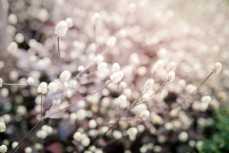 beautiful Flower with soft focus color filtered backgroundの写真素材