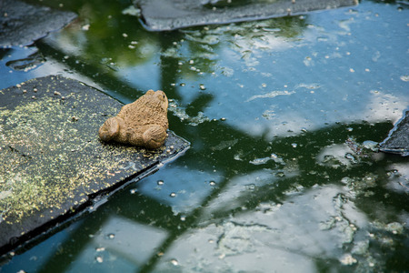 Many frogs are found in a pond in a frog farm in Thailand.