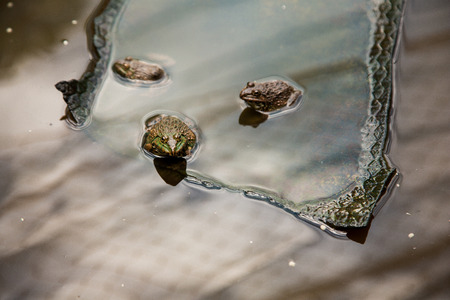 Many frogs are found in a pond in a frog farm in Thailand.の写真素材