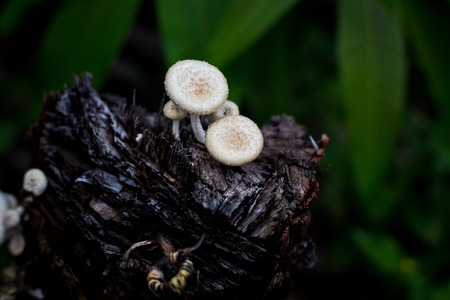 Mushroom on Timber in the forest ,  after bir longtime rain.の写真素材