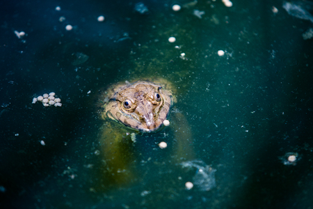 Many frogs are found in a pond in a frog farm in Thailand.の写真素材