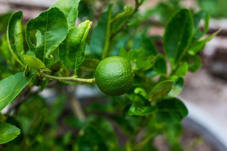 Green lime tree sour (Lemon) in the garden. Thailand.の写真素材