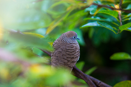 Zebra Dove on the Tree Branch amongst Vibrant Green Leavesの写真素材
