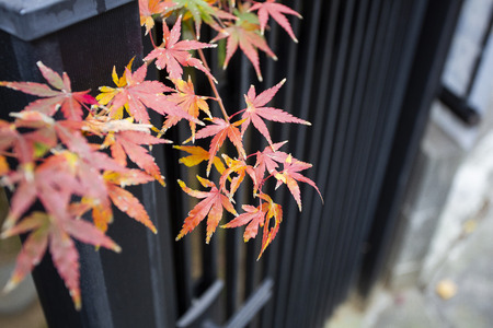 Beautiful Red Japanese maple tree leaves on autumn.の写真素材