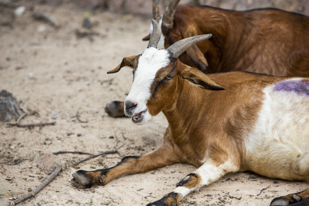 close up portrait white and Brown goats with eating grass.の写真素材