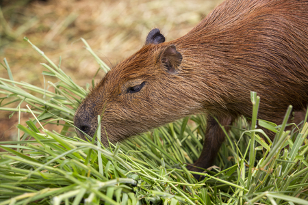The capybara is a mammal native to South America. It is the largest living rodent in the world.の写真素材