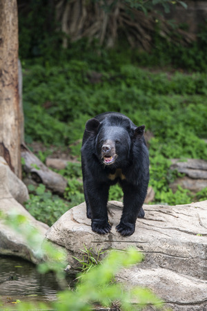 Asian Black Bear is a medium to large sized species of bear that is found inhabiting the deciduous...