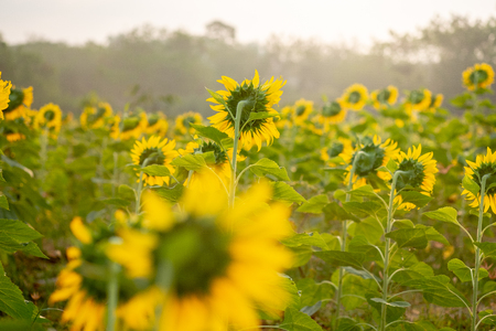 Close up Sunflowers in the fields during sunrise in Thailandの写真素材