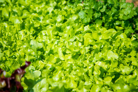 Organic green vegetables in rows on farm ,Thailand.の写真素材