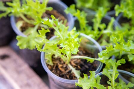 Thai Organic green lettuce vegetable plant in Garden farm for agriculture concept.の写真素材