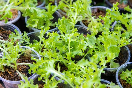 Thai Organic green lettuce vegetable plant in Garden farm for agriculture concept.の写真素材