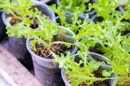 Thai Organic green lettuce vegetable plant in Garden farm for agriculture concept.の写真素材
