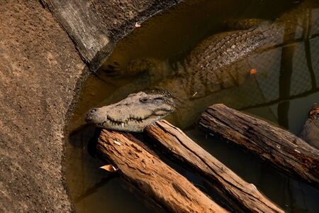 Crocodiles bask in the sun. Crocodiles in the pond, Farm in Thailand.