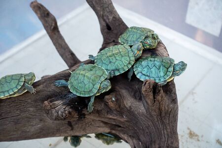 Red eared slider,  most popular pet turtle in Thailand.