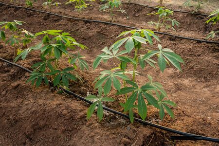 Big Cassava on the floor, Thai Farm.の写真素材