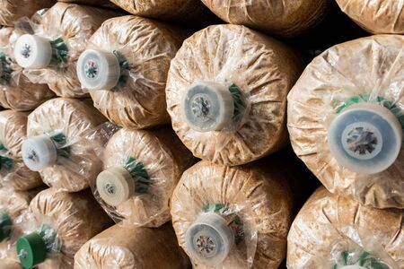 Close up mushroom in farm, Thai mushroom farm.