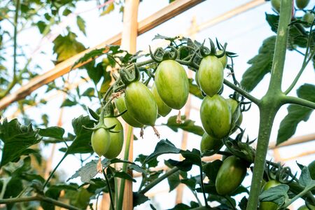 Ripe red and green tomatoes on tomato tree in the thai garden.の写真素材