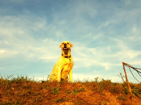 Labrador dog sit vintage