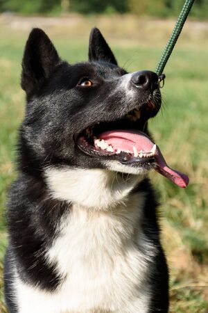 The portrait of ideal Karelian Bear Dogの写真素材