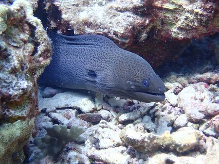 Moray eel at the coral reef at Ko Lanta, Krabi, Thailand