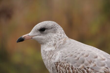 Seagull/Bokehの写真素材