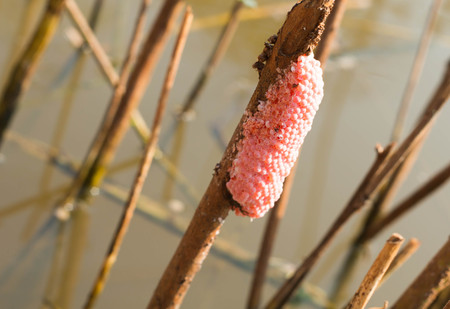 golden apple snail egg isolated on white background.の写真素材