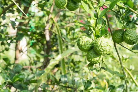 Bergamot on Treeの写真素材