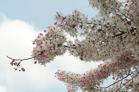 thailand Sakura pink flower in ChiangMai, Thailandの写真素材