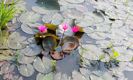 Lotus flower and Lotus flower plants