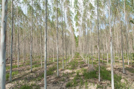 eucalyptus plant fieldの写真素材