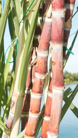 sugarcane stalks grow at fieldの写真素材