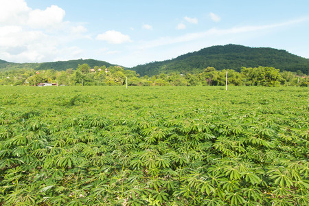 closeup cassava tree in Thailandの写真素材