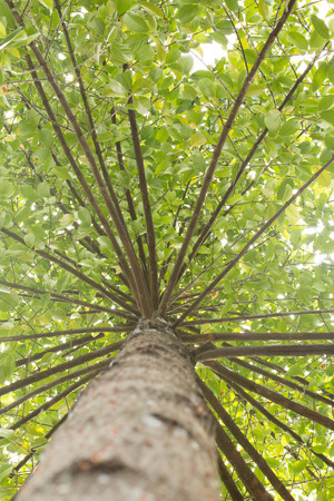 big beech trees in spring woodの写真素材