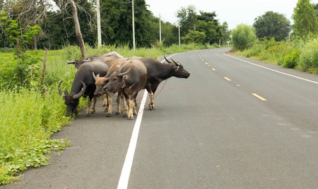 Buffalo walks the streetsの写真素材