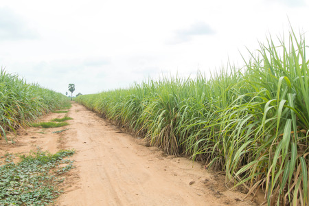 sugarcane stalks grow at fieldの写真素材
