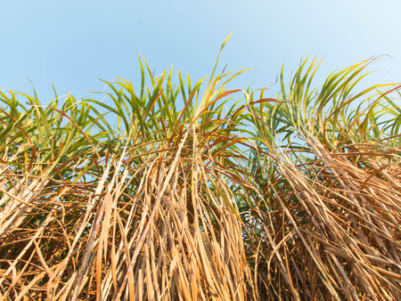 Sugarcane plants grow in fieldの写真素材