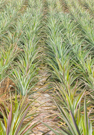 Pineapple tropical fruit growing in a farmの写真素材