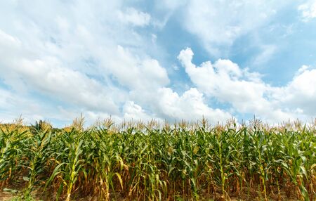 corn farm in thailand.の写真素材