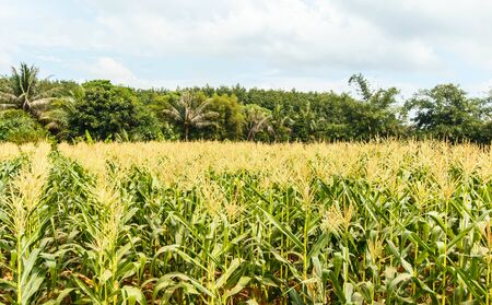 corn farm in thailand.の写真素材